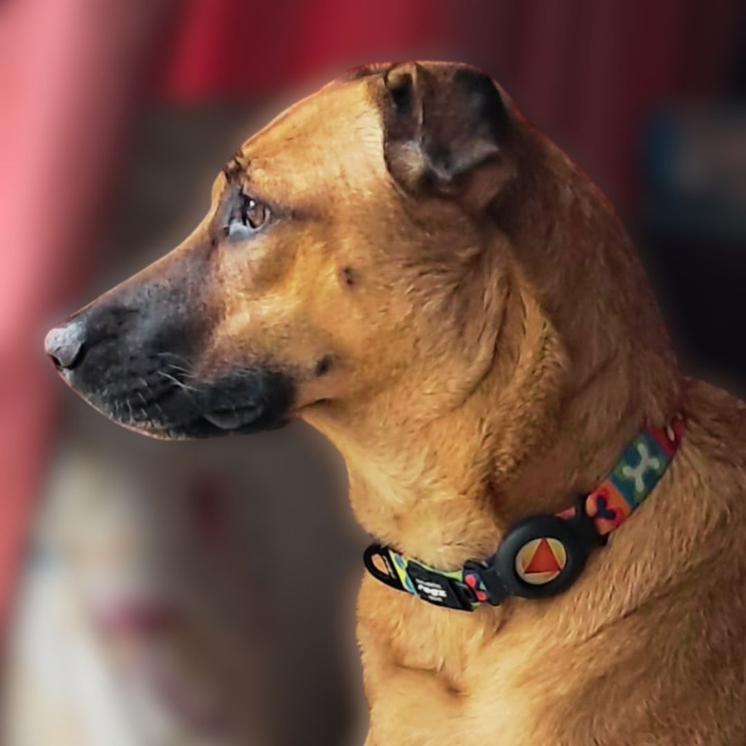 Pet Tag 2